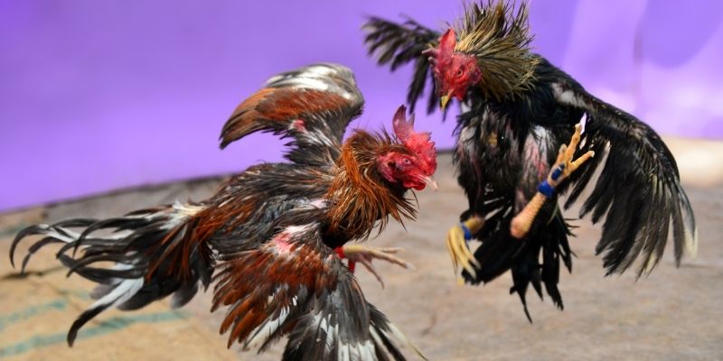 kudv cá cược thể thao trực tuyến kto