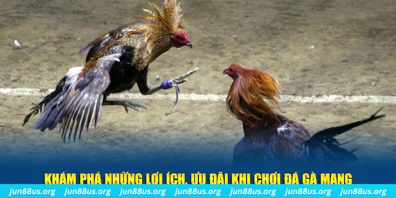 kudv what is live dealer casino