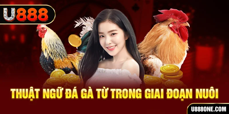 kudv xổ số miền bắc 90 ngày