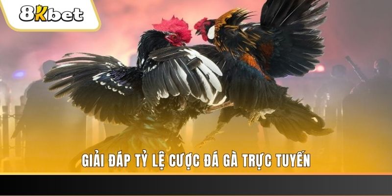 kudv ga choi cau thanh