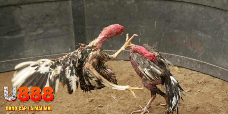 kudv đăng nhập liêng hôm nay